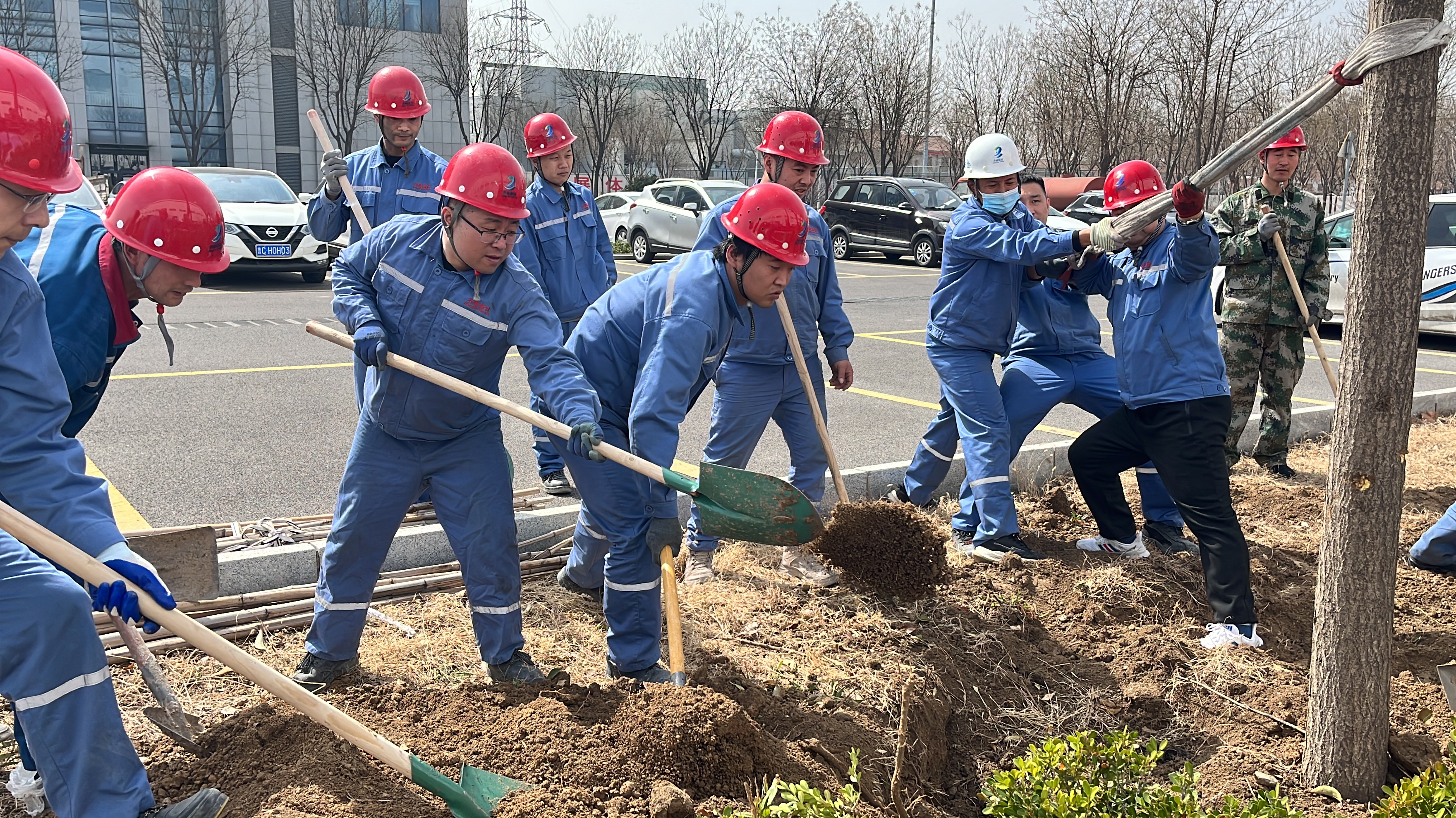 2025年3月12日植树节干部职工移栽国槐、女贞等树木145颗